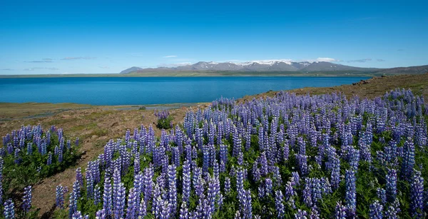 Lupine, Hvalfjordur, IJsland — Stockfoto