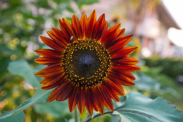 Red sunflower — Stock Photo, Image