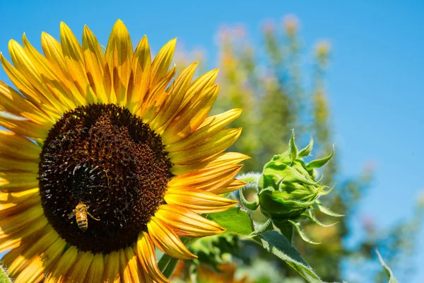 Yellow sunflower — Stock Photo, Image