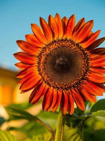 Red sunflower — Stock Photo, Image