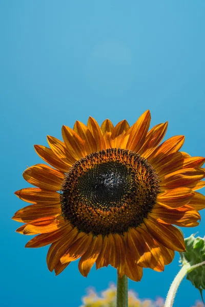 Red sunflower — Stock Photo, Image