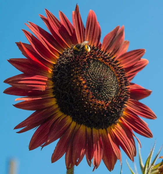 Red sunflower — Stock Photo, Image