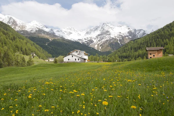 Ortler Gruppe — Stockfoto