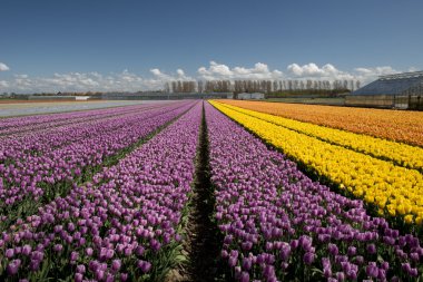 Lale kültür, Kuzey Hollanda