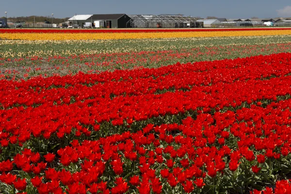 Cultura del tulipano, Olanda Settentrionale — Foto Stock