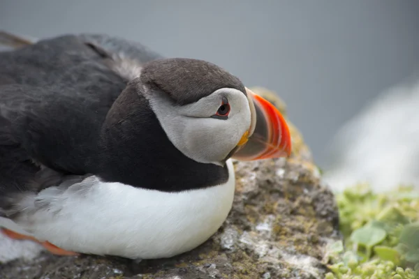 Puffin — Stock Photo, Image