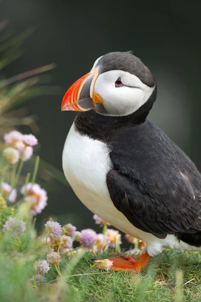 Puffin — Stock Photo, Image