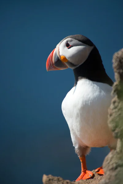 Puffin — Stock Photo, Image