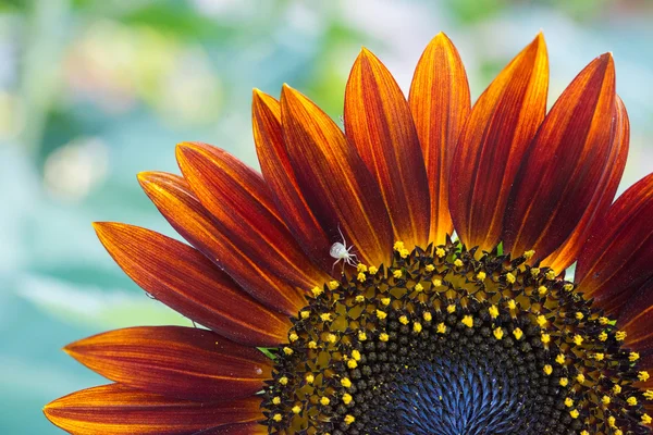 Red sunflower — Stock Photo, Image