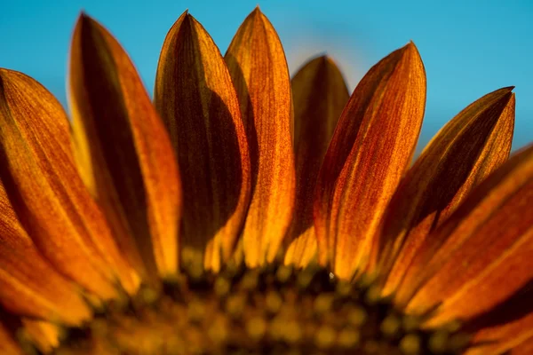 Red sunflower — Stock Photo, Image