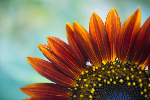 Red sunflower — Stock Photo, Image