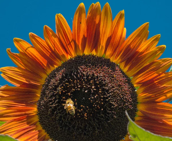 Red sunflower — Stock Photo, Image