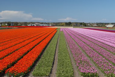 Lale kültür, Kuzey Hollanda