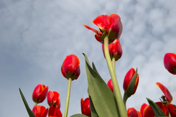 Tulpenkultur, Nordholland — Stockfoto