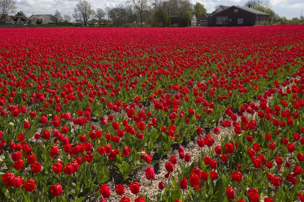 Tulipán kultura, Severní Holandsko — Stock fotografie