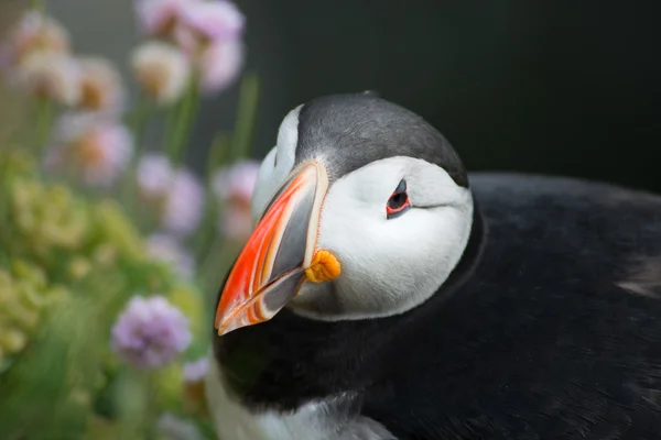 Puffin, acantilado de Latrabjarg — Foto de Stock