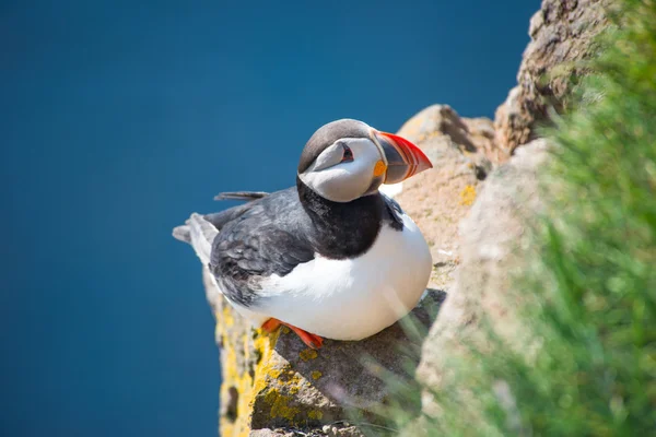 Lunnefågel, Latrabjarg klippan — Stockfoto