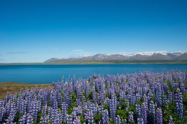 Lupins, Hvalfjordur, İzlanda