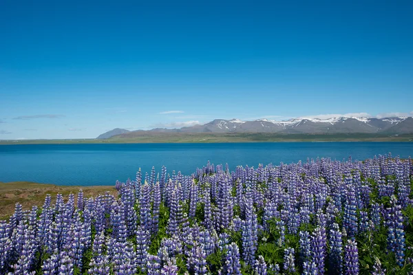 ルピナス、Hvalfjordur、アイスランド — ストック写真