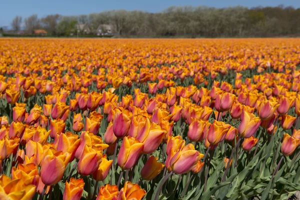 Cultura del tulipano, Olanda Settentrionale — Foto Stock
