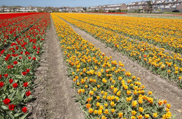 Cultura del tulipano, Olanda Settentrionale — Foto Stock