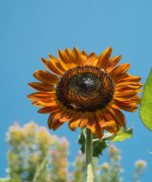 Red sunflower — Stock Photo, Image