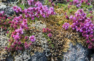 Reykjanes Yarımadası