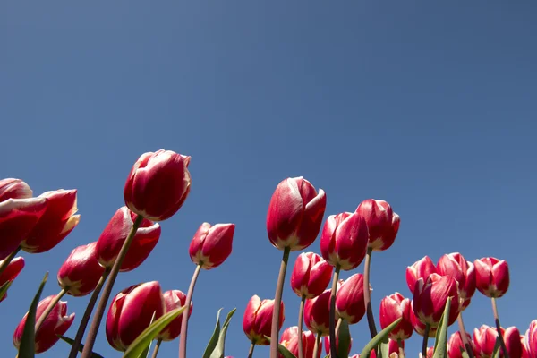 Tulip Culture,  Netherlands — Stock Photo, Image