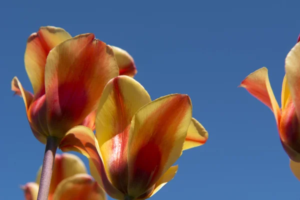 Tulpenkultur, Niederlande — Stockfoto