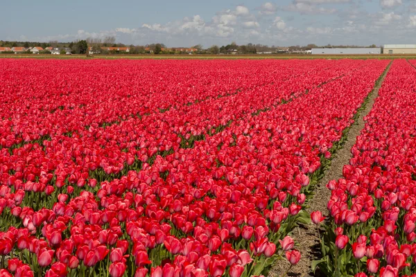 Tulip Culture,  Netherlands — Stock Photo, Image