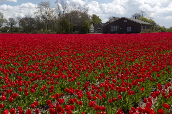 Tulip Culture, Países Bajos —  Fotos de Stock