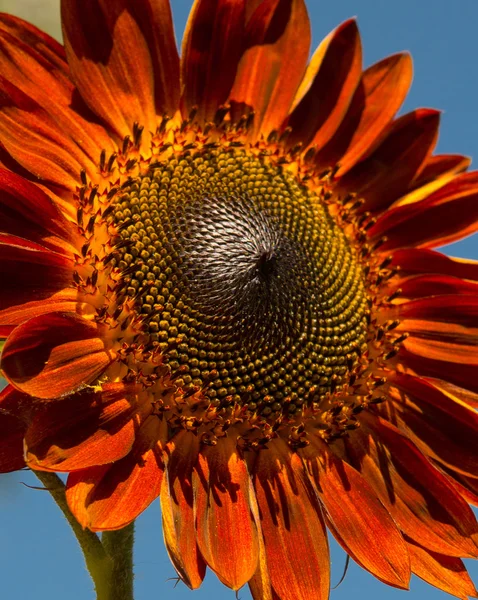Red sunflower — Stock Photo, Image