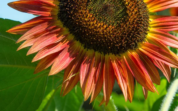 Rote Sonnenblume — Stockfoto