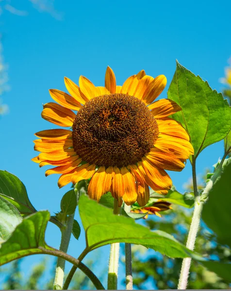 Sunflower — Stock Photo, Image