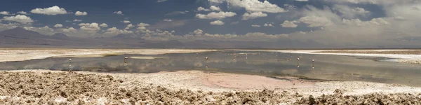 Laguna Altiplanica, έρημος Atacama, ΧΙΛΗ — Φωτογραφία Αρχείου