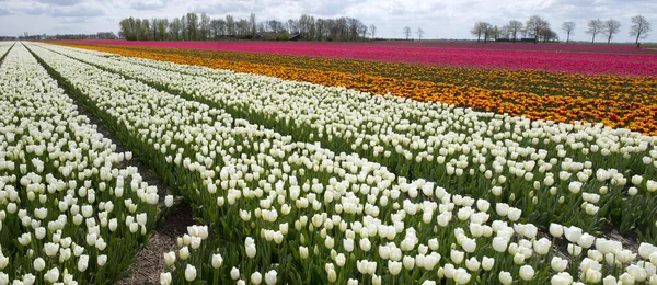 Культура тюльпанов, Нидерланды — стоковое фото