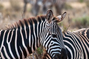 Zebralar Tsavo Doğu Milli Parkı'nda