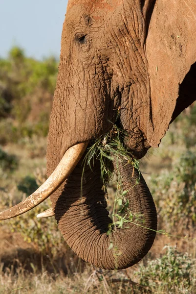 Elefant im Tsavo East Nationalpark — Stockfoto