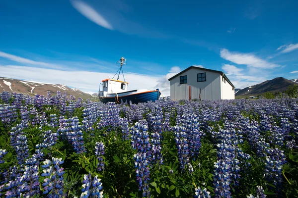 Pingeyri town, Westfjord, Iceland — Stock Photo, Image