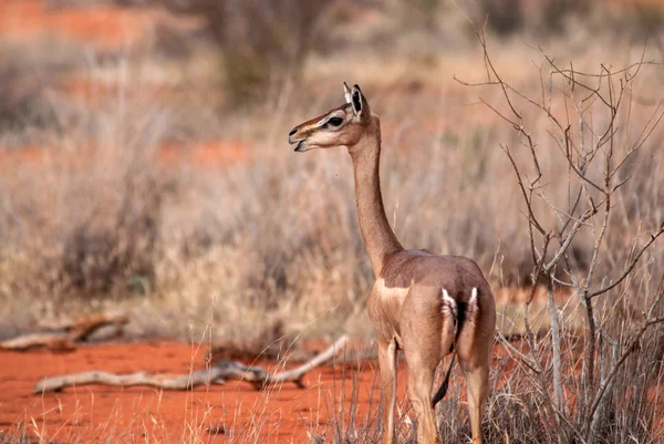Impala, tsavo east Nationalpark — Stockfoto