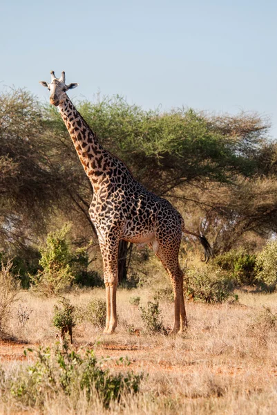 Zürafa, Tsavo Doğu Milli Parkı