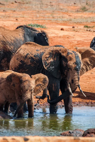 Elephant in Tsavo East National Park — Stock Photo, Image