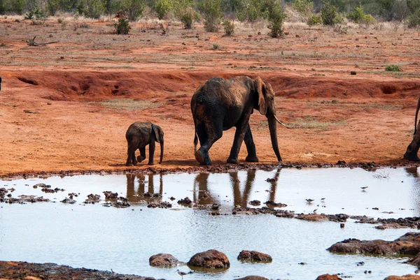 Elefante en el Parque Nacional de Tsavo Este —  Fotos de Stock