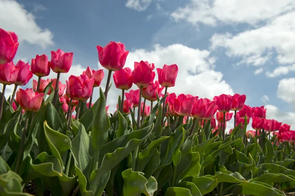 Tulipán. kultura, Nizozemsko — Stock fotografie