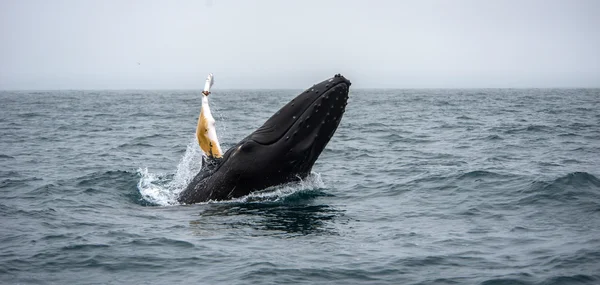 Walvis spotten, Husavik, IJsland — Stockfoto