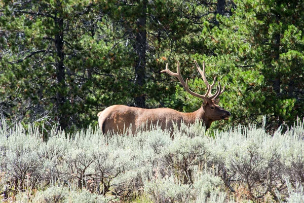 Elk in Grand Teton National Park — Stock Photo, Image