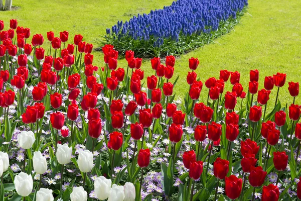 Tulipán zahrada — Stock fotografie
