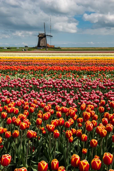 Tulip culture, Netherlands — Stock Photo, Image