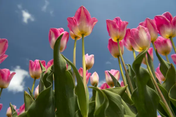 Tulpenkultur, Niederlande — Stockfoto