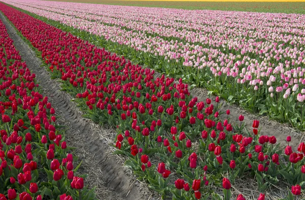 荷兰的郁金香文化 — 图库照片